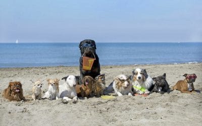 Playas Para Perros en España 2023
